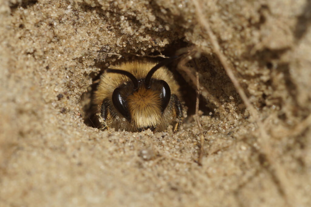 Natural closeup on a male Early cellophane bee, Colletes cunicularius, peaking out of his nest in the spring