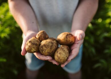 PepsiCo expands low-carbon fertilizer partnership with Fertiberia across Europe