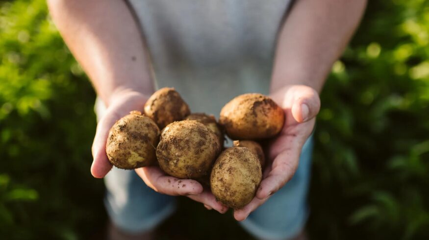 PepsiCo expands low-carbon fertilizer partnership with Fertiberia across Europe