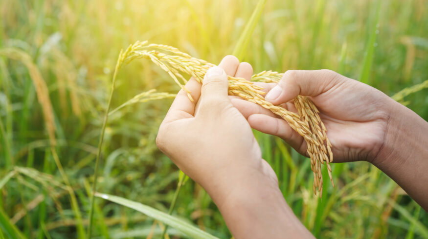 British researchers advance drought-resistant rice project to support global food security