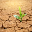 Australia’s soils losing ability to shield crops from heat, researchers warn