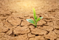Australia’s soils losing ability to shield crops from heat, researchers warn