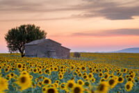 Cargill invests $163 million in French sunflower processing expansion