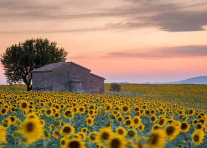 Cargill invests $163 million in French sunflower processing expansion