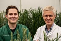 Wild Bioscience targets market-ready climate-resilient crops after £45M Series A and U.K. wheat consortium launch
