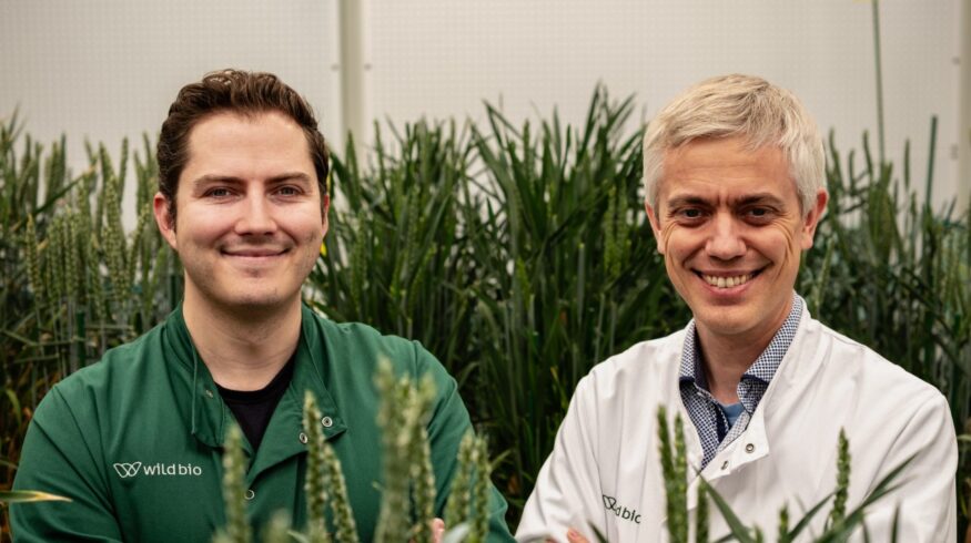 Wild Bioscience targets market-ready climate-resilient crops after £45M Series A and U.K. wheat consortium launch