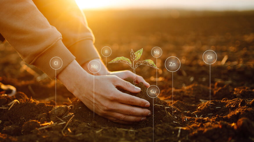 Phospholutions’ Hunter Swisher: ‘RhizoSorb consistently matches or exceeds standard yields while reducing applied phosphorus by roughly 50%’