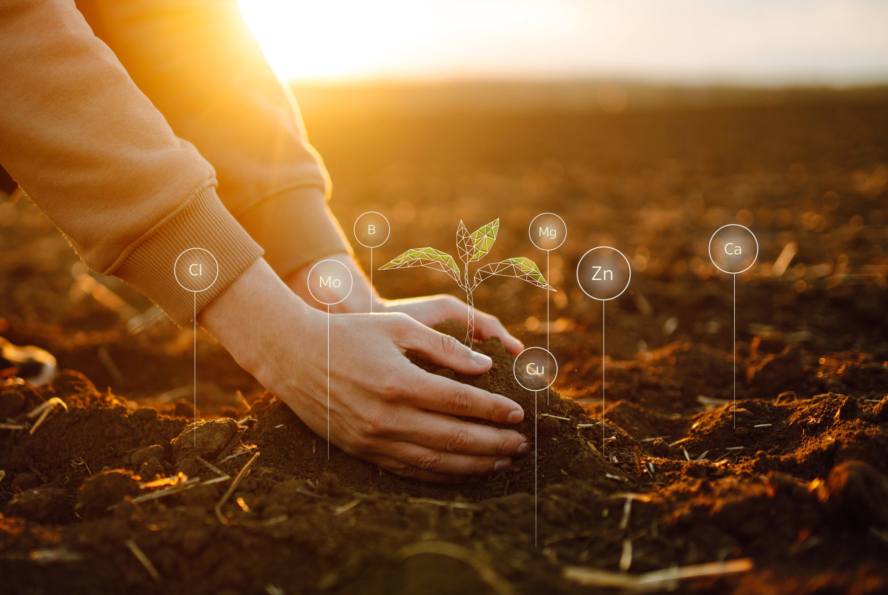 Phospholutions’ Hunter Swisher: ‘RhizoSorb consistently matches or exceeds standard yields while reducing applied phosphorus by roughly 50%’