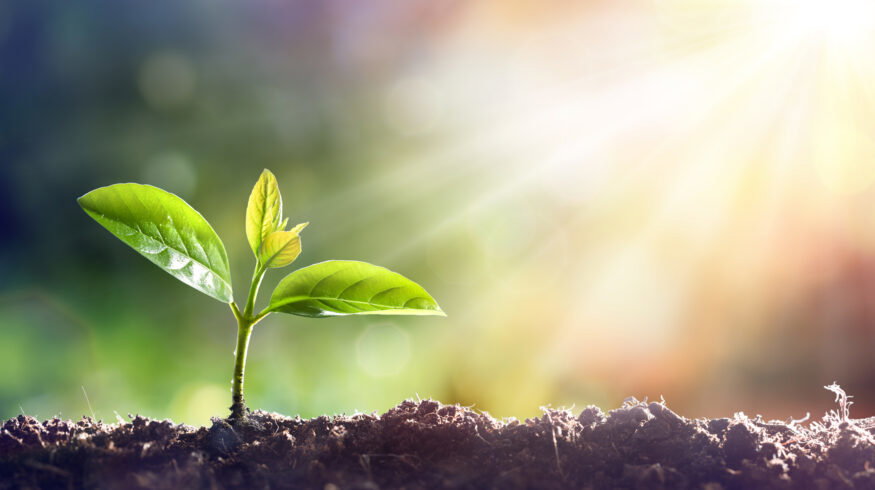 EU-backed InBestSoil project builds financial case for soil restoration across nine countries
