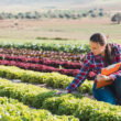 American Farm Bureau: 70% of US farmers cannot afford full fertilizer needs as spring planting peaks