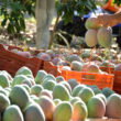 Akorn launches natural post-harvest treatment that controls mango anthracnose and doubles shelf life