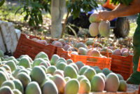 Akorn launches natural post-harvest treatment that controls mango anthracnose and doubles shelf life
