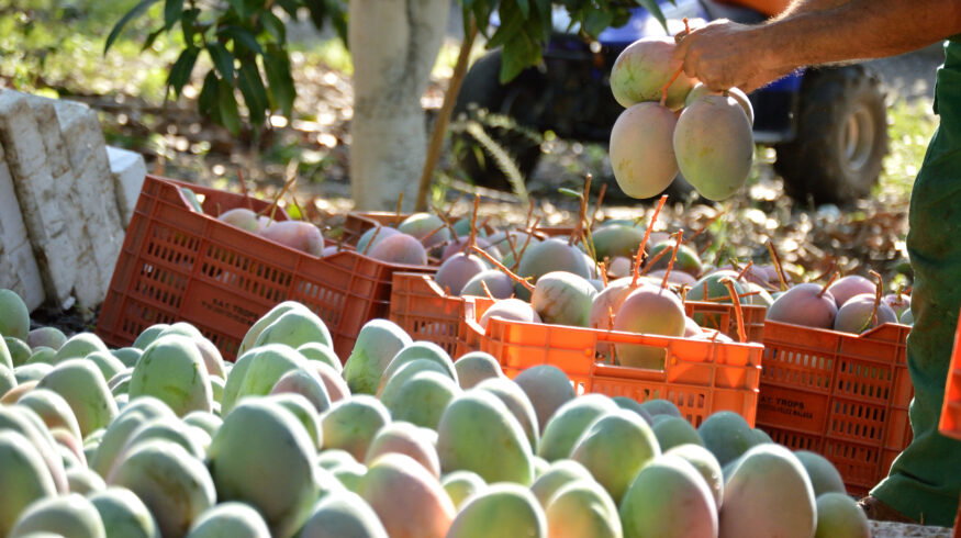 Akorn launches natural post-harvest treatment that controls mango anthracnose and doubles shelf life