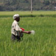 India locks in 670,000t of green ammonia annually for fertilizer plants at half the global benchmark price