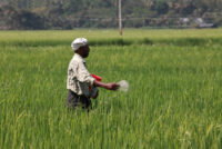India locks in 670,000t of green ammonia annually for fertilizer plants at half the global benchmark price