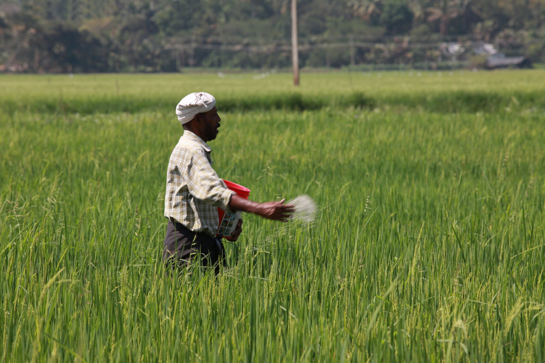 India locks in 670,000t of green ammonia annually for fertilizer plants at half the global benchmark price