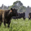 Trump signs executive order to expand regenerative agriculture as USDA unveils biofuel feedstock rule