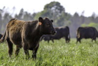 Trump signs executive order to expand regenerative agriculture as USDA unveils biofuel feedstock rule