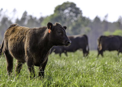 Trump signs executive order to expand regenerative agriculture as USDA unveils biofuel feedstock rule