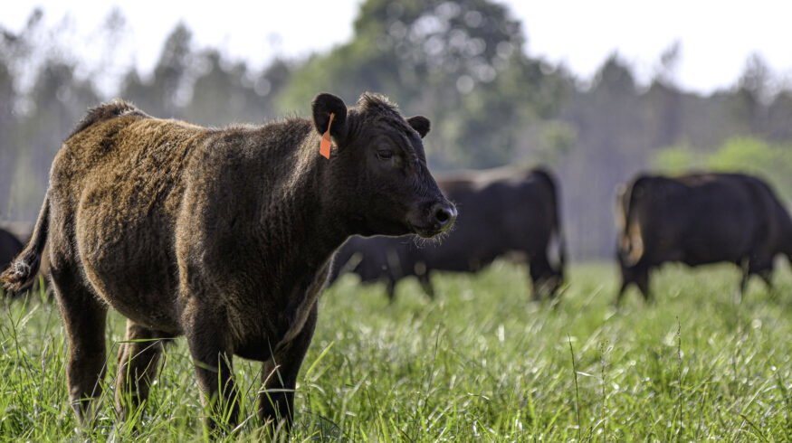 Trump signs executive order to expand regenerative agriculture as USDA unveils biofuel feedstock rule