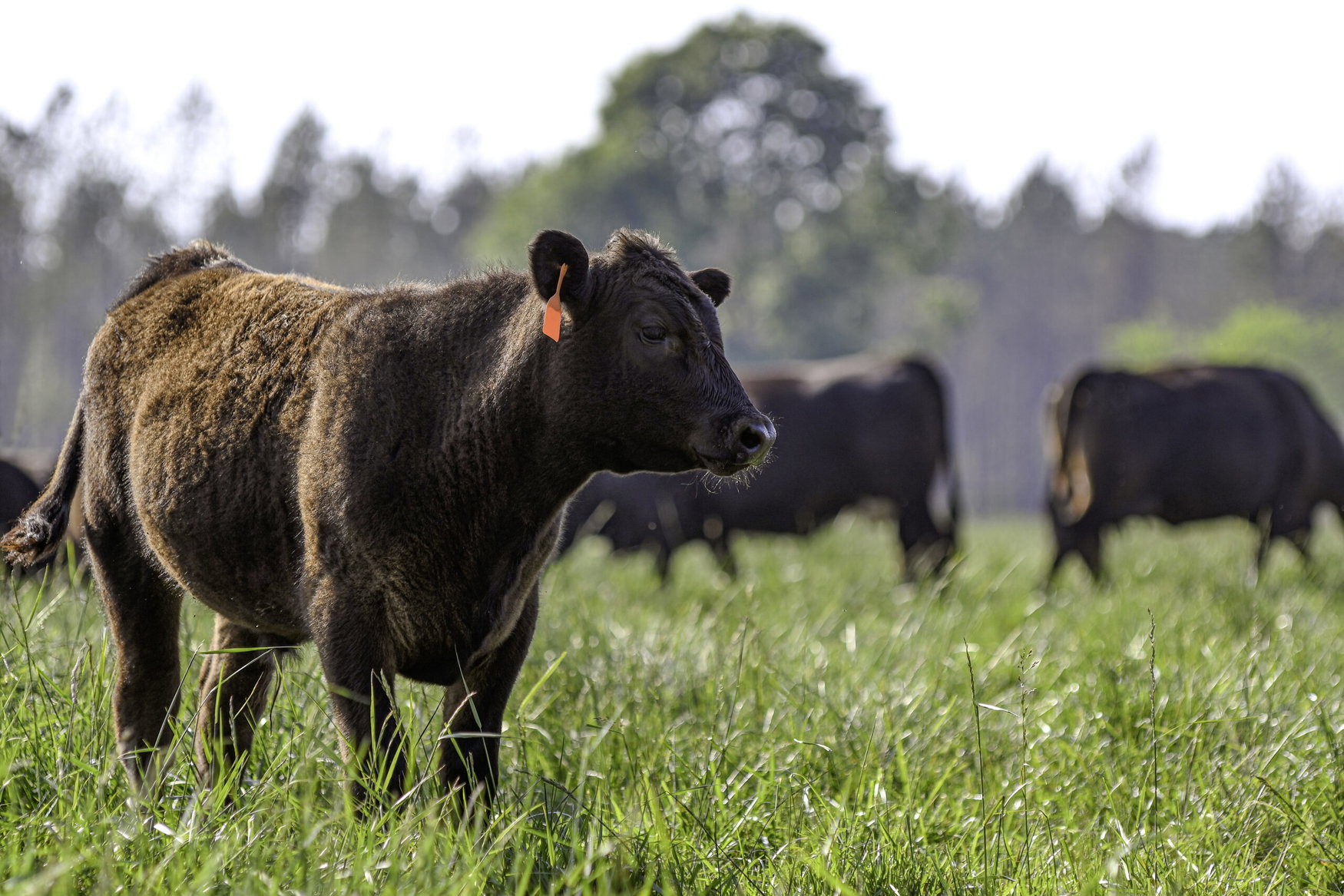 Trump signs executive order to expand regenerative agriculture as USDA unveils biofuel feedstock rule