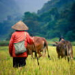China’s northern cropland expansion delivers diminishing gains while raising biodiversity costs, study finds