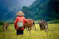 China’s northern cropland expansion delivers diminishing gains while raising biodiversity costs, study finds