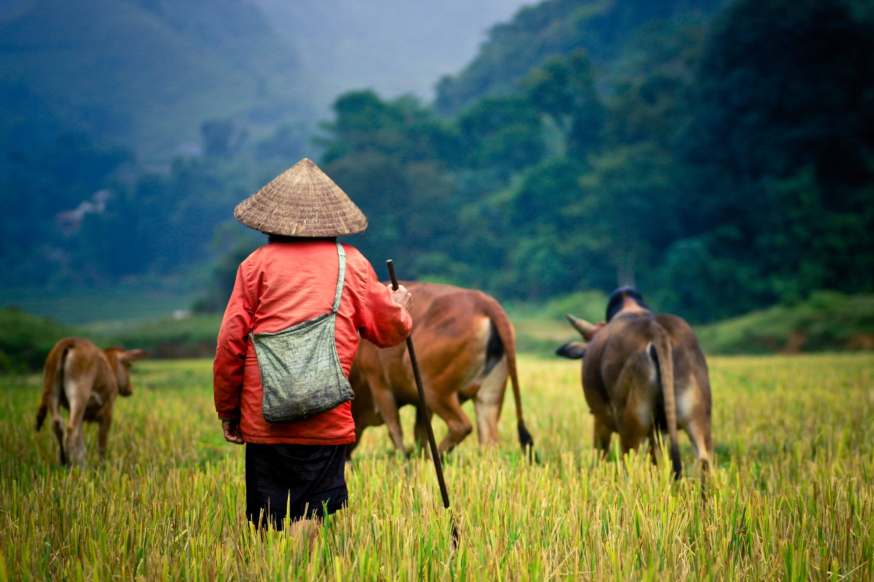 China’s northern cropland expansion delivers diminishing gains while raising biodiversity costs, study finds