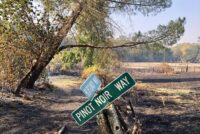 Gallo terminates Lodi crush facility as California wine downturn deepens