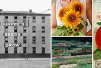 Burpee taps America’s 250th anniversary to revive heirloom gardening traditions