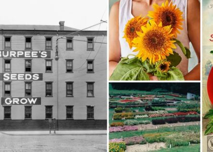 Burpee taps America’s 250th anniversary to revive heirloom gardening traditions