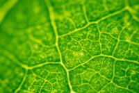 Yale researchers develop solar-powered artificial leaf that converts CO2 into methanol fuel