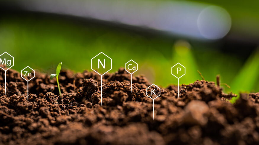 Iowa State urges late-spring nitrate testing as residual soil nitrogen runs high and variable