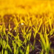 Study: wheat roots release natural nitrogen inhibitors that could cut fertilizer use by 20–30%
