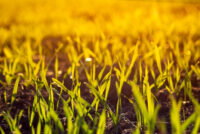 Study: wheat roots release natural nitrogen inhibitors that could cut fertilizer use by 20–30%