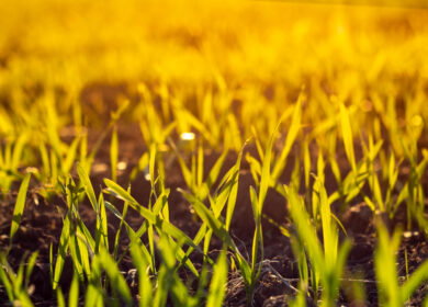 Study: wheat roots release natural nitrogen inhibitors that could cut fertilizer use by 20–30%