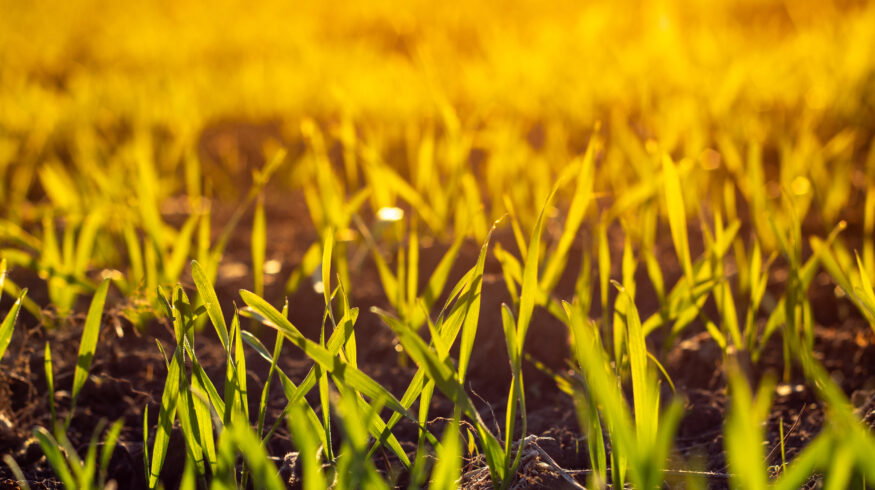 Study: wheat roots release natural nitrogen inhibitors that could cut fertilizer use by 20–30%