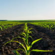 Roquette launches plant-based ingredient range for agricultural formulations
