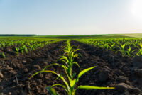 Roquette launches plant-based ingredient range for agricultural formulations