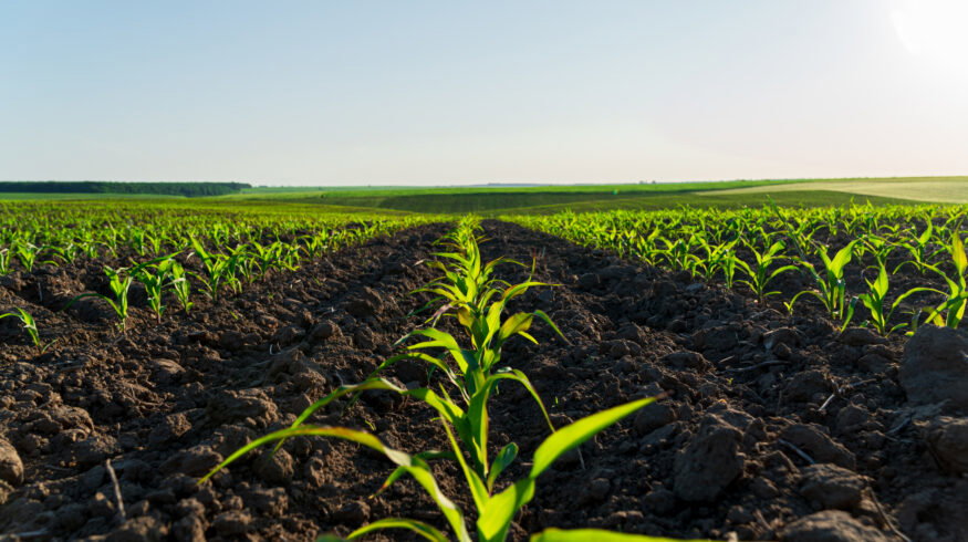 Roquette launches plant-based ingredient range for agricultural formulations