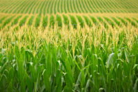 U.S. farmers remain locked into corn and soybean production despite calls for diversification