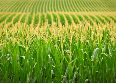 U.S. farmers remain locked into corn and soybean production despite calls for diversification
