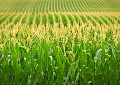 U.S. farmers remain locked into corn and soybean production despite calls for diversification