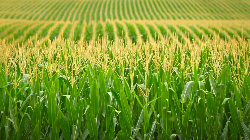 U.S. farmers remain locked into corn and soybean production despite calls for diversification