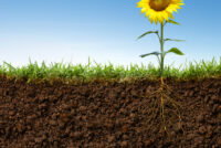 Nitrogen-fixing genes transferred into new bacterial strains, advancing quest to reduce fertilizer dependence