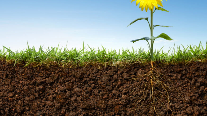 Nitrogen-fixing genes transferred into new bacterial strains, advancing quest to reduce fertilizer dependence
