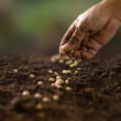 Nebraska farmer sees weed suppression, soil gains from interseeding cover crops