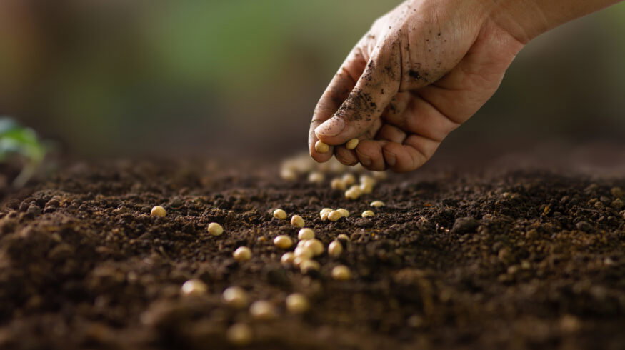 Nebraska farmer sees weed suppression, soil gains from interseeding cover crops
