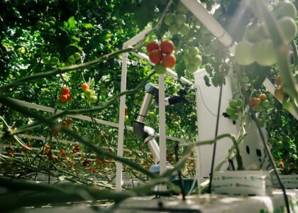 Eternal.ag and Rijk Zwaan partner to develop tomato varieties for automated greenhouse harvesting