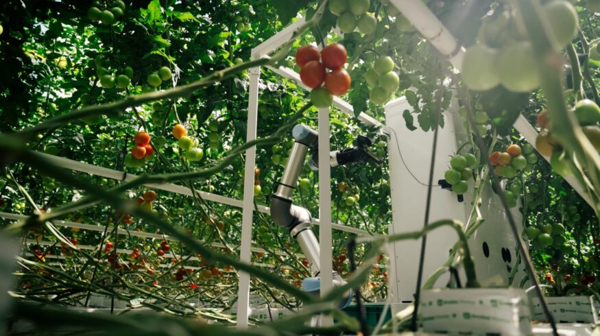 Eternal.ag and Rijk Zwaan partner to develop tomato varieties for automated greenhouse harvesting